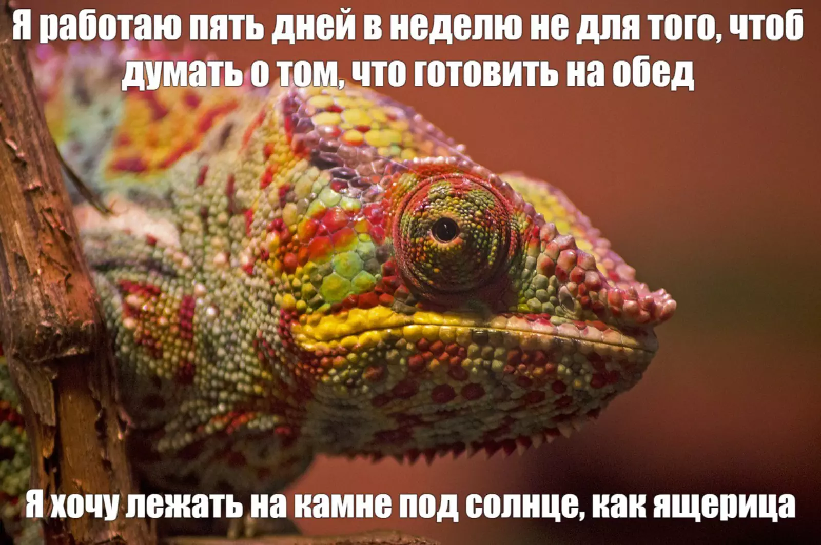 На фотке, вообще-то, хамелеон, но общий посыл близок и понятен. На фотке, вообще-то, хамелеон, но общий посыл близок и понятен.