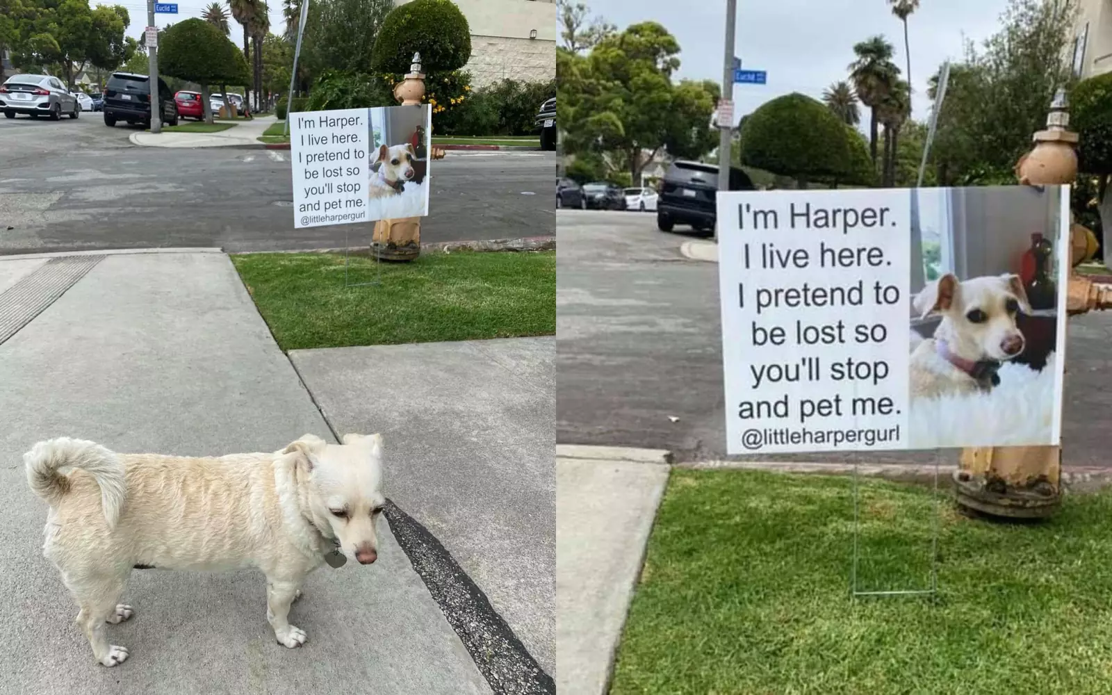 Собака по кличке Харпер.
