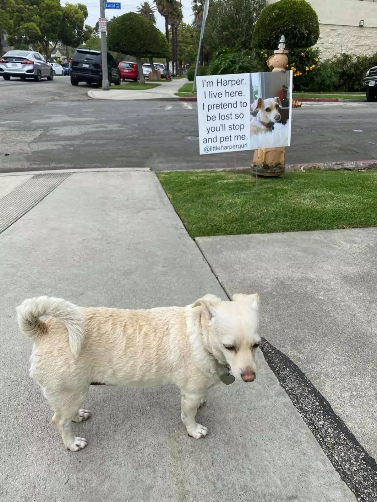 Собака по кличке Харпер. Собака по кличке Харпер.