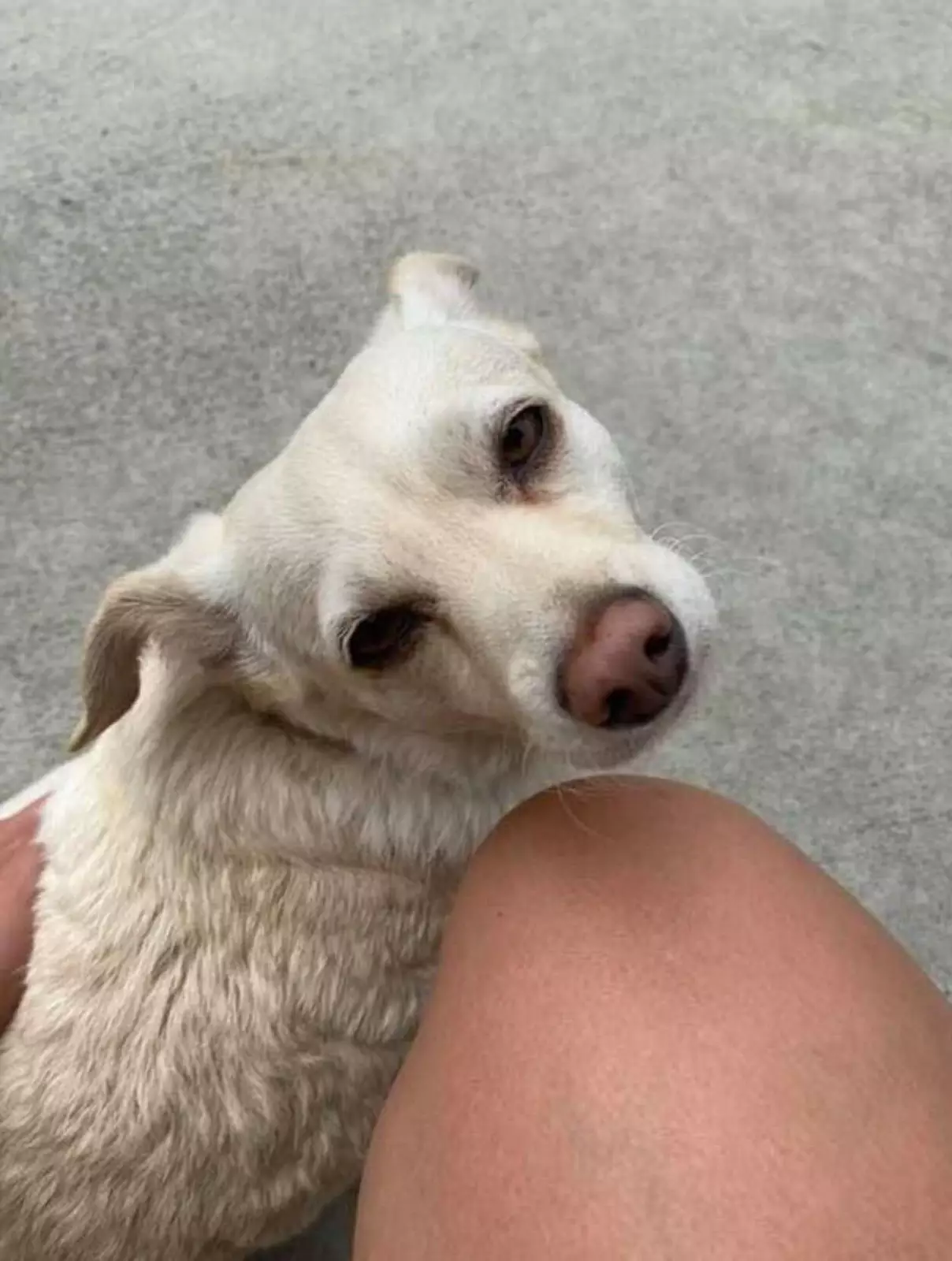 Пушистая аферистка. Пушистая аферистка.