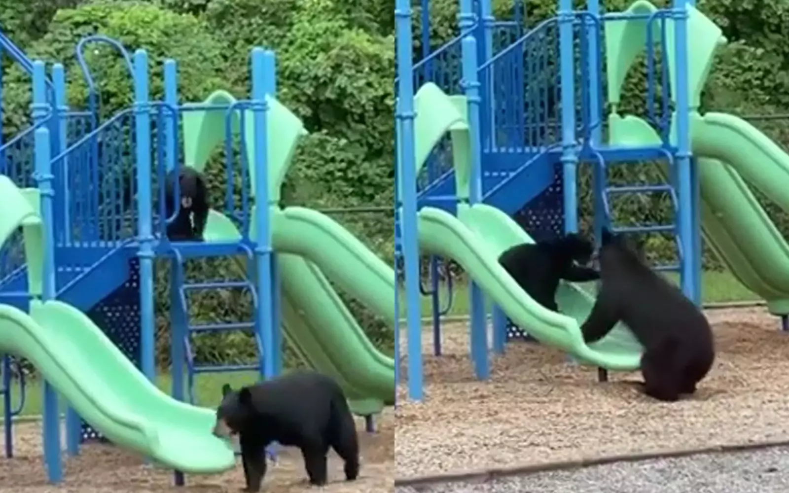 Медведица научила медвежонка играть на детской площадке.