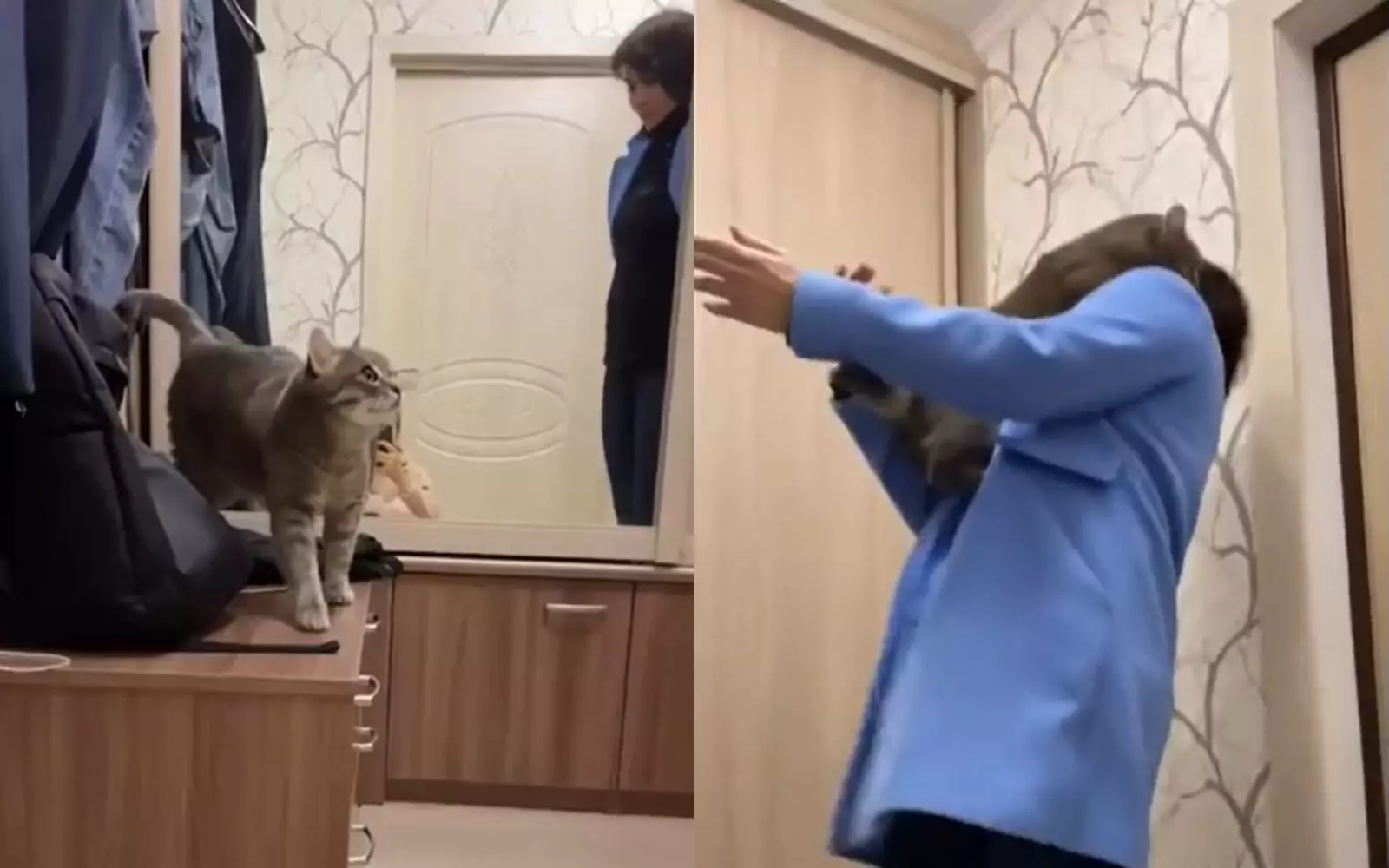 Кот отказался отпускать хозяйку на работу.