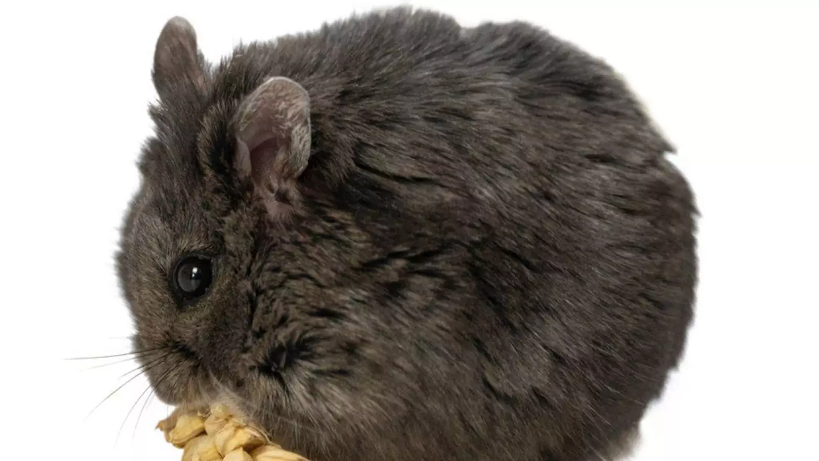 Мистер Гокс. Мистер Гокс.