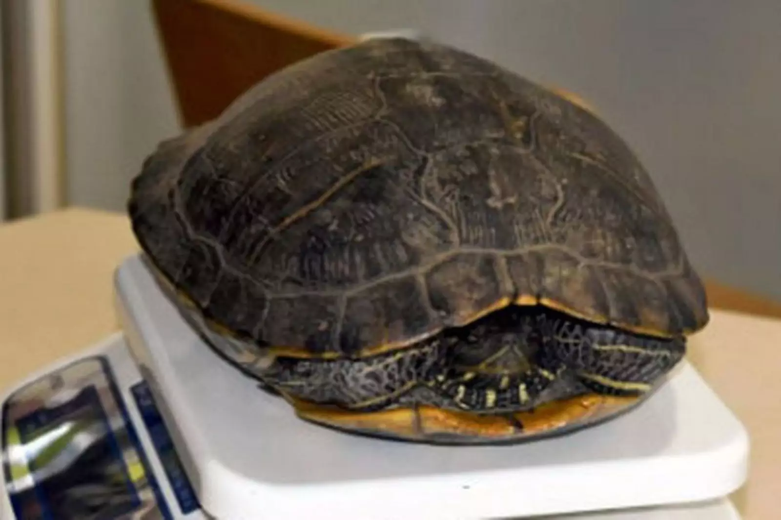 Черепаха решила погулять по взлетно-посадочной полосе. Черепаха решила погулять по взлетно-посадочной полосе.