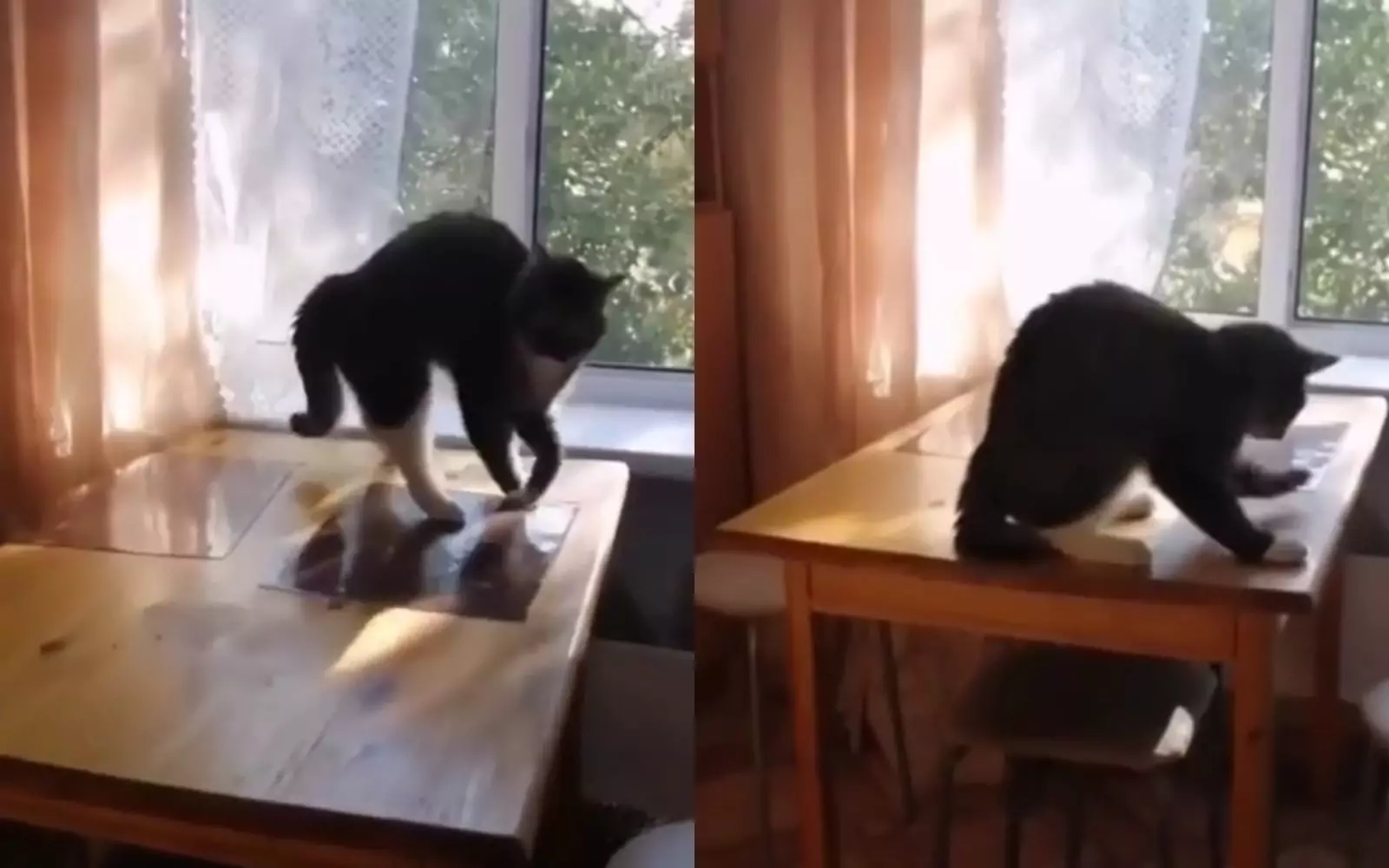 Танцующий на столе кот.