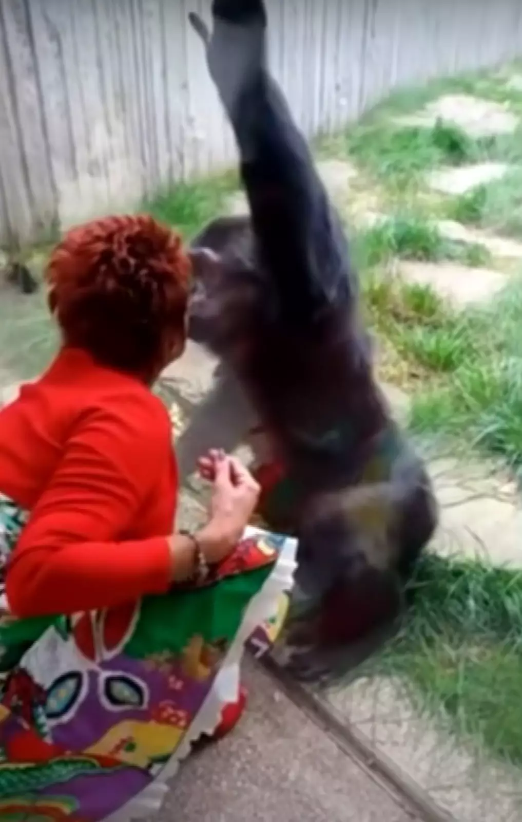 «Когда Читу видит меня, он всегда подходит, машет руками и целует меня через стекло». «Когда Читу видит меня, он всегда подходит, машет руками и целует меня через стекло».