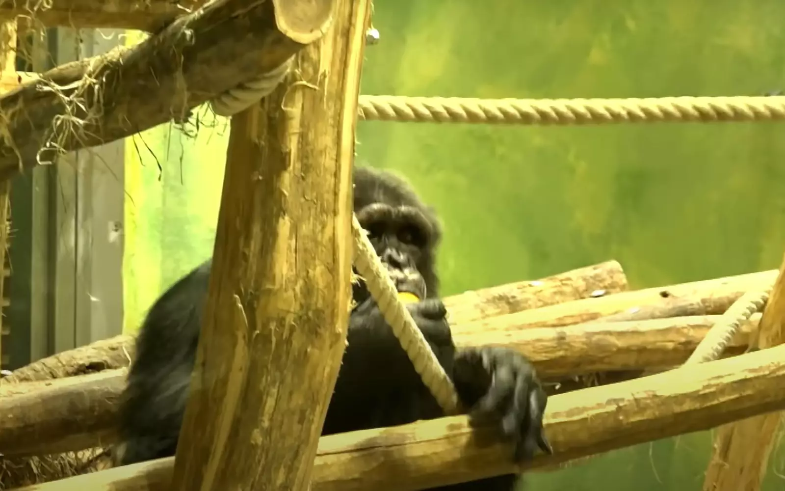 «Когда зоопарк закрывается, Читу часто остается в вольере в полном одиночестве». «Когда зоопарк закрывается, Читу часто остается в вольере в полном одиночестве».