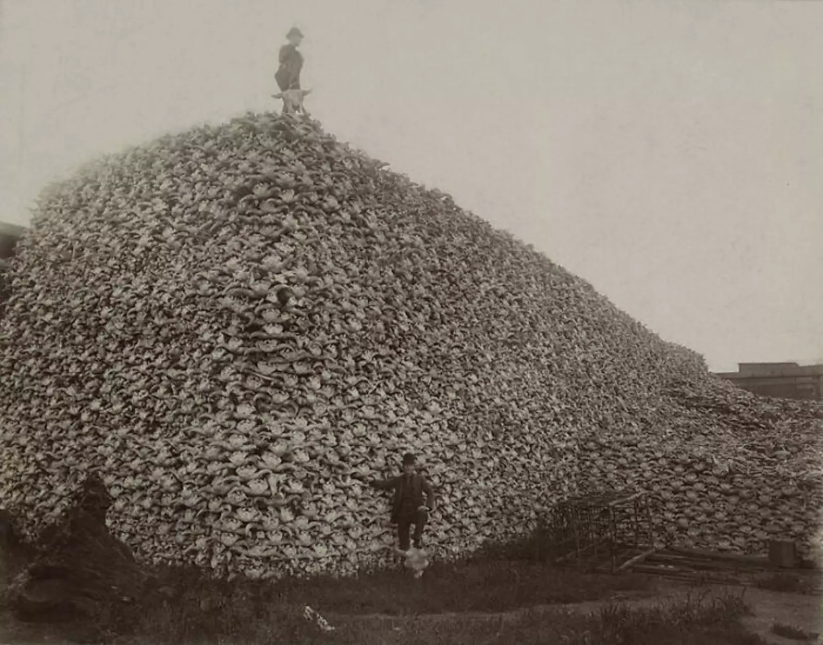 Миллионы черепов бизонов, которые почти вымерли из-за неконтролируемой охоты в XIX веке. 