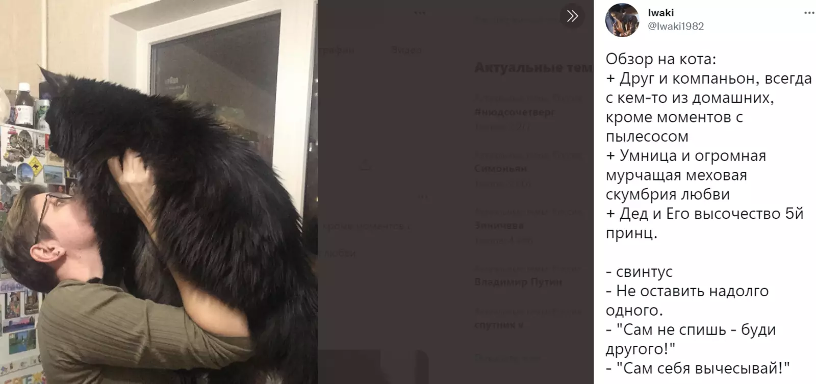 Величественный котик. 