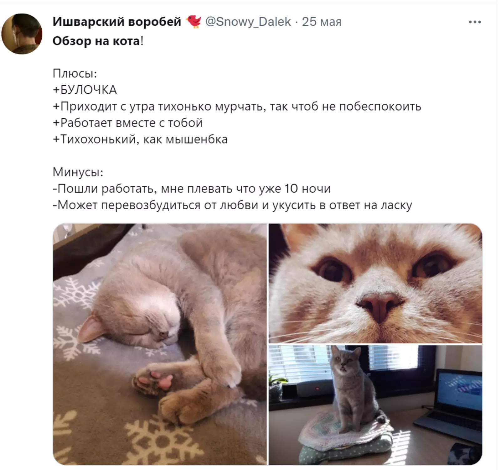 Пушистый помощник. 