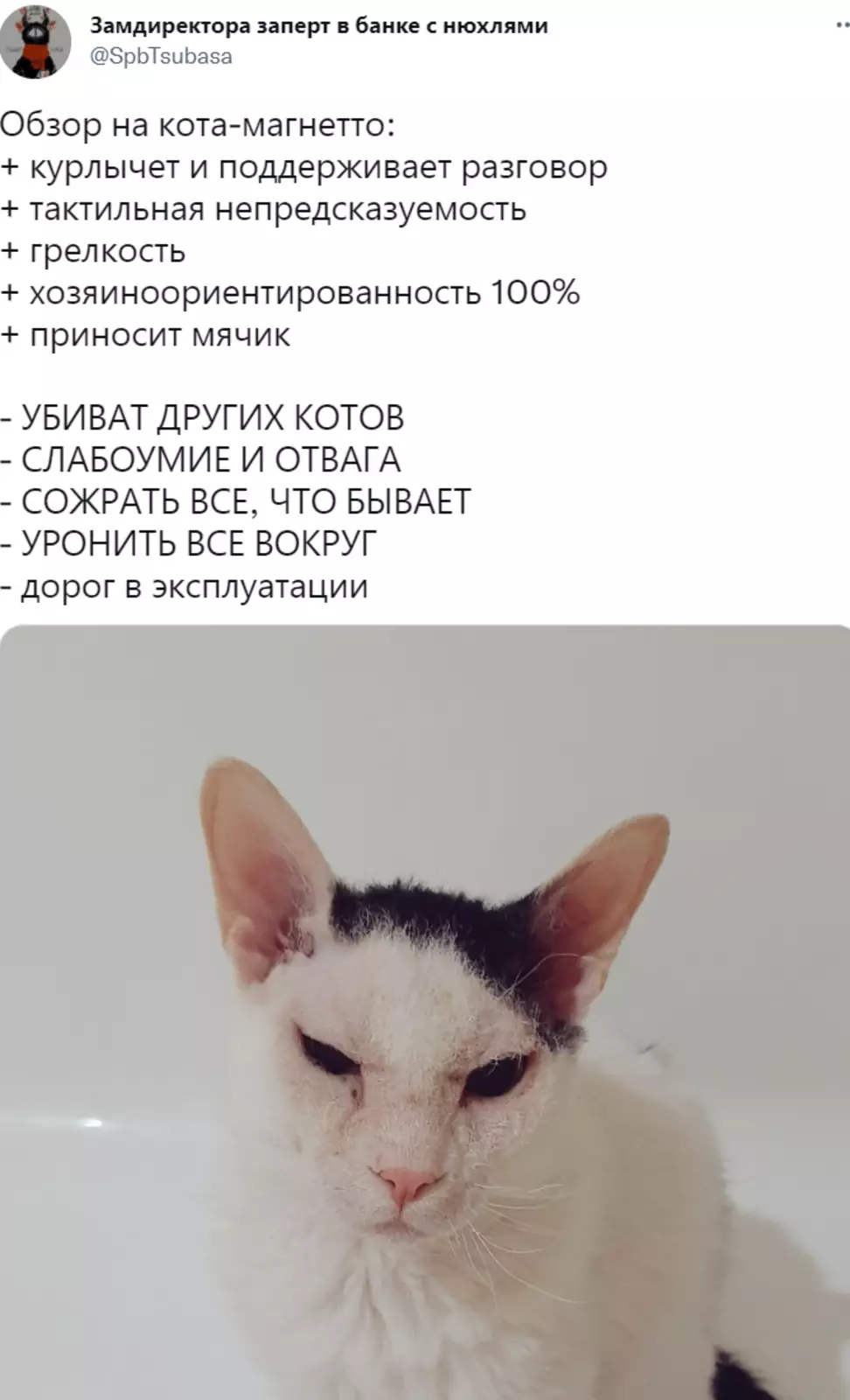 Скажите, что про смерть других котов это шутка... 