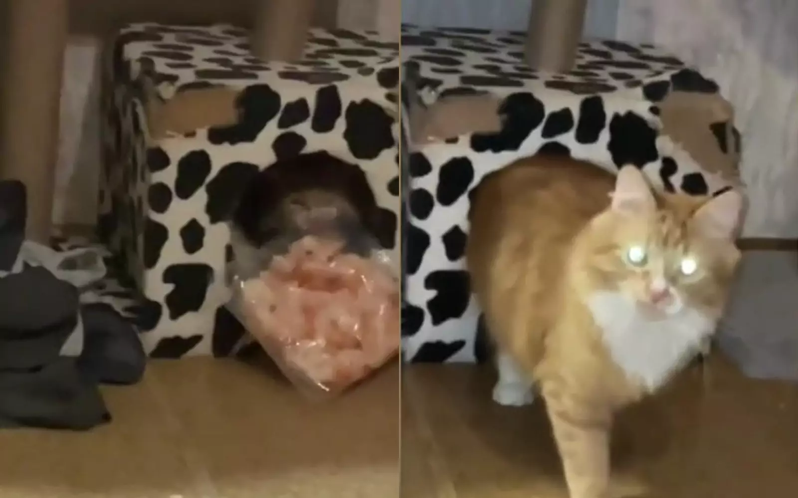 Кот похитил у хозяйки упаковку креветок.