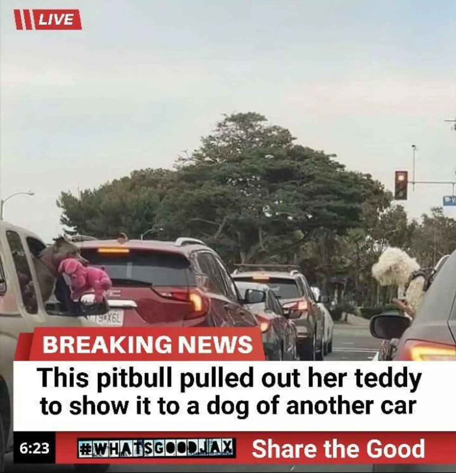 СРОЧНЫЕ НОВОСТИ: Питбуль вытащил игрушку, чтобы показать собаке из другой машины.