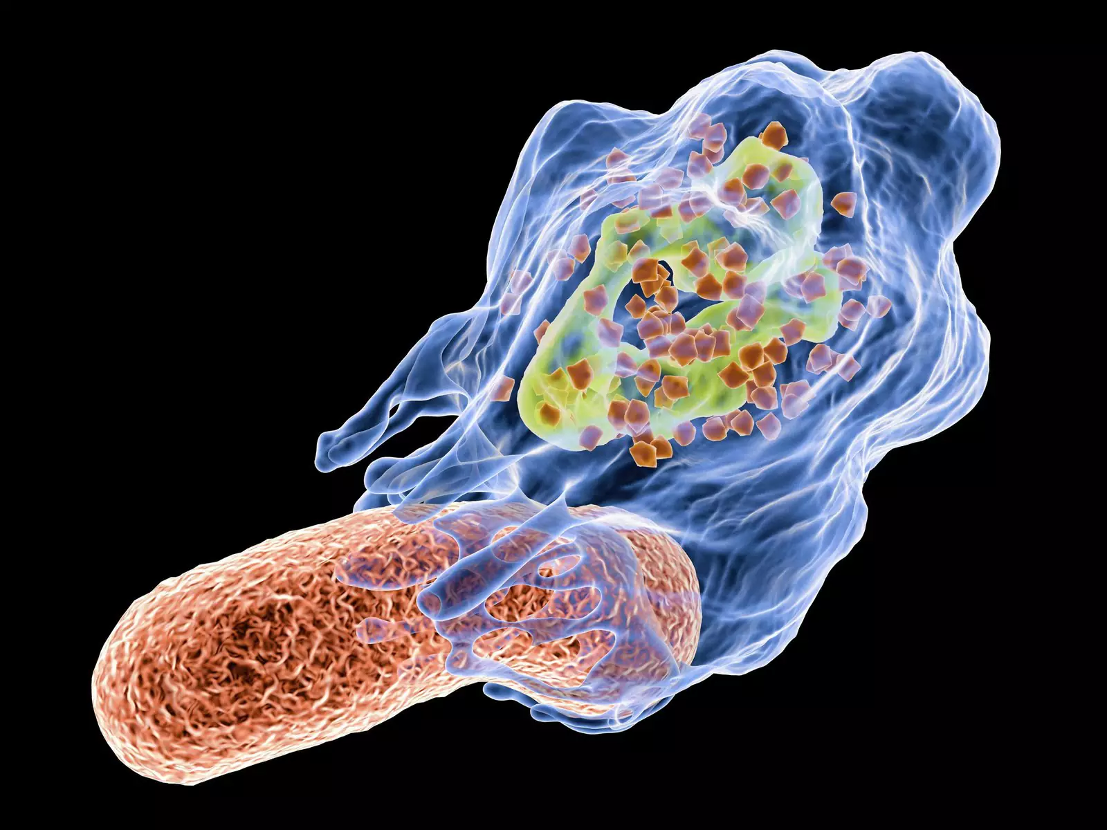Макрофаги пожирают бактерии и больные клетки. очищая организм.