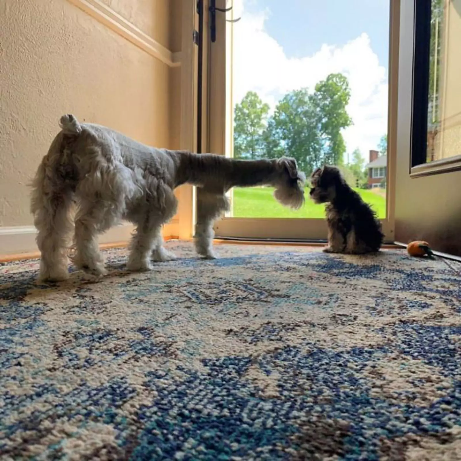 А у него в роду не было жирафов? А у него в роду не было жирафов?