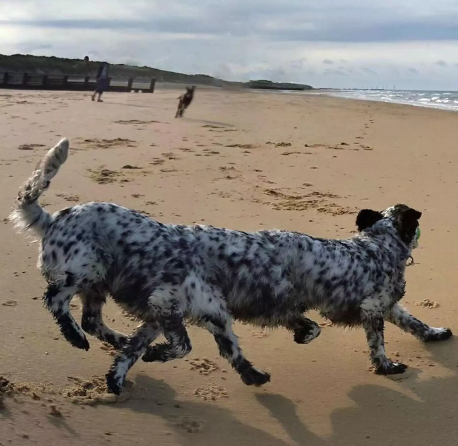 “Никогда, слышите, никогда не пытайтесь сделать фото ваших питомцев в движении в режиме панорамы». “Никогда, слышите, никогда не пытайтесь сделать фото ваших питомцев в движении в режиме панорамы».