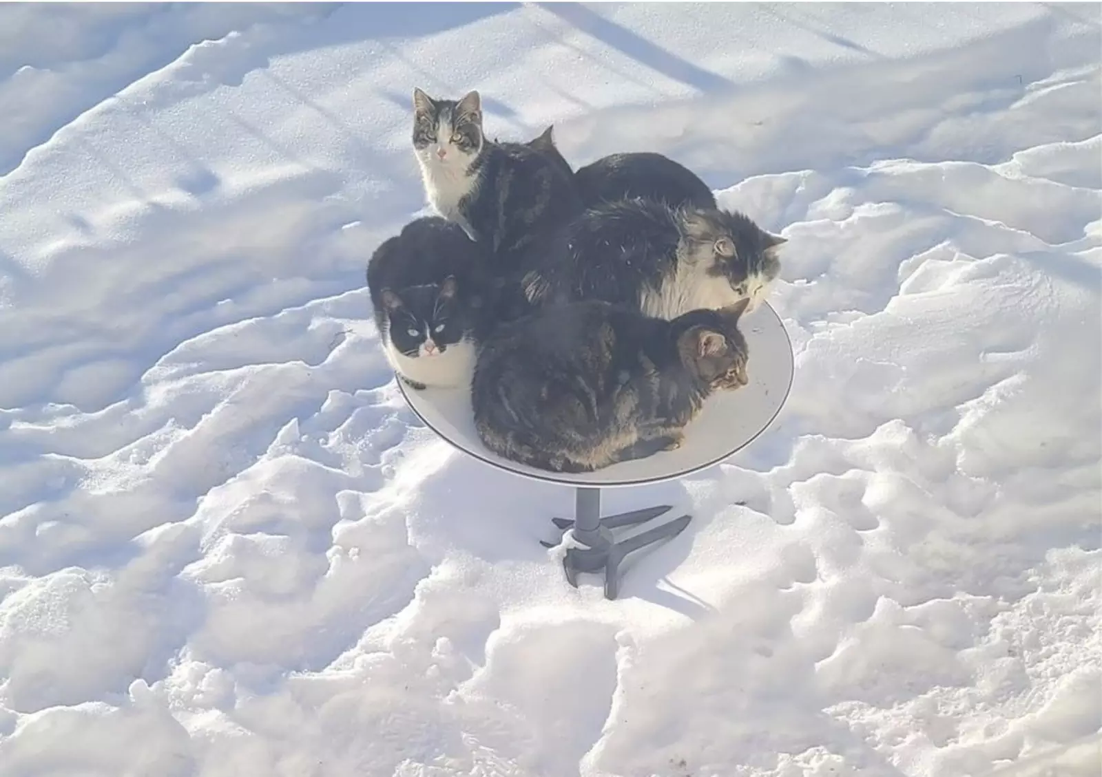 Котейки удобно устроились на спутниковой тарелке.