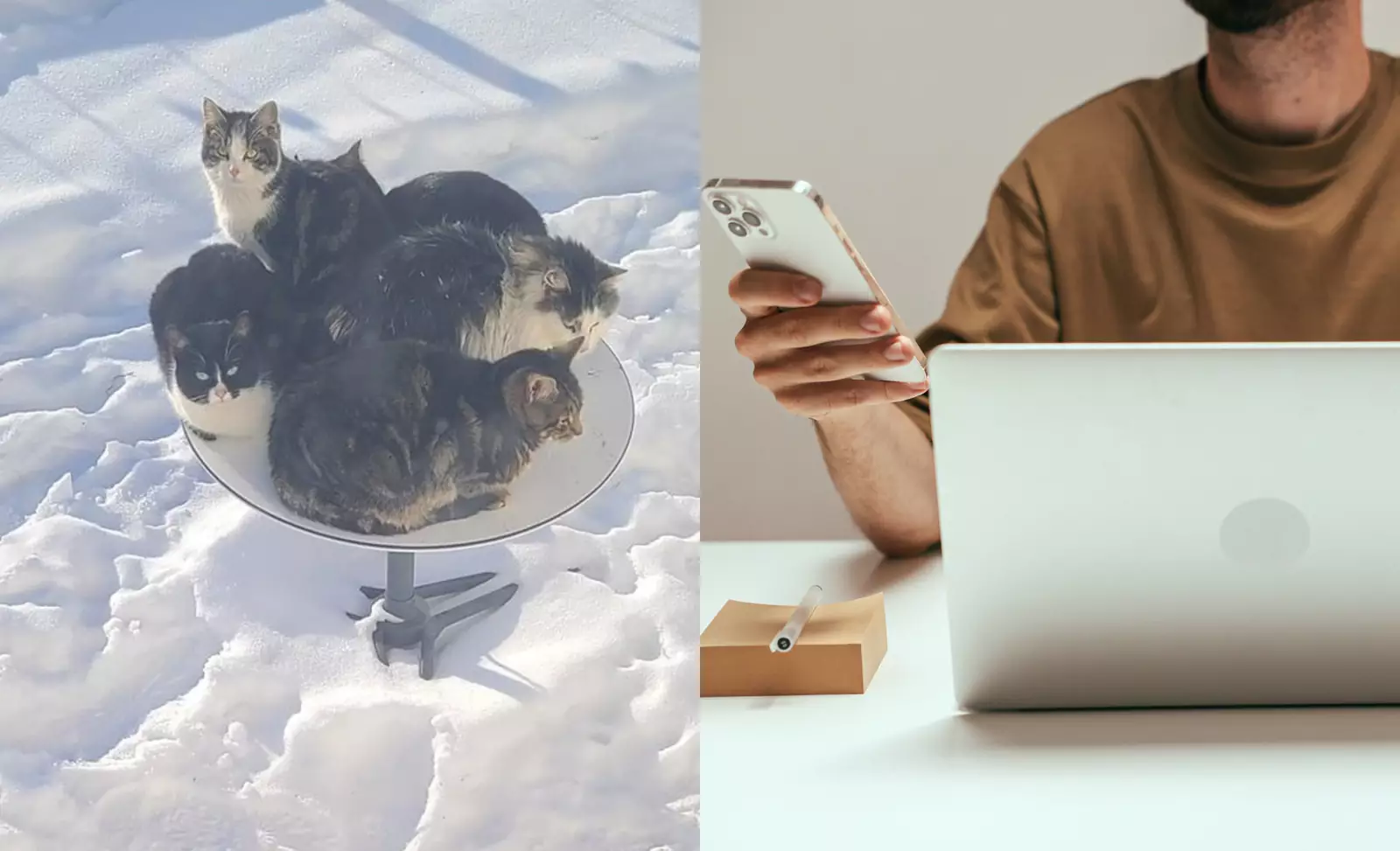 Кошки на спутниковой тарелке.