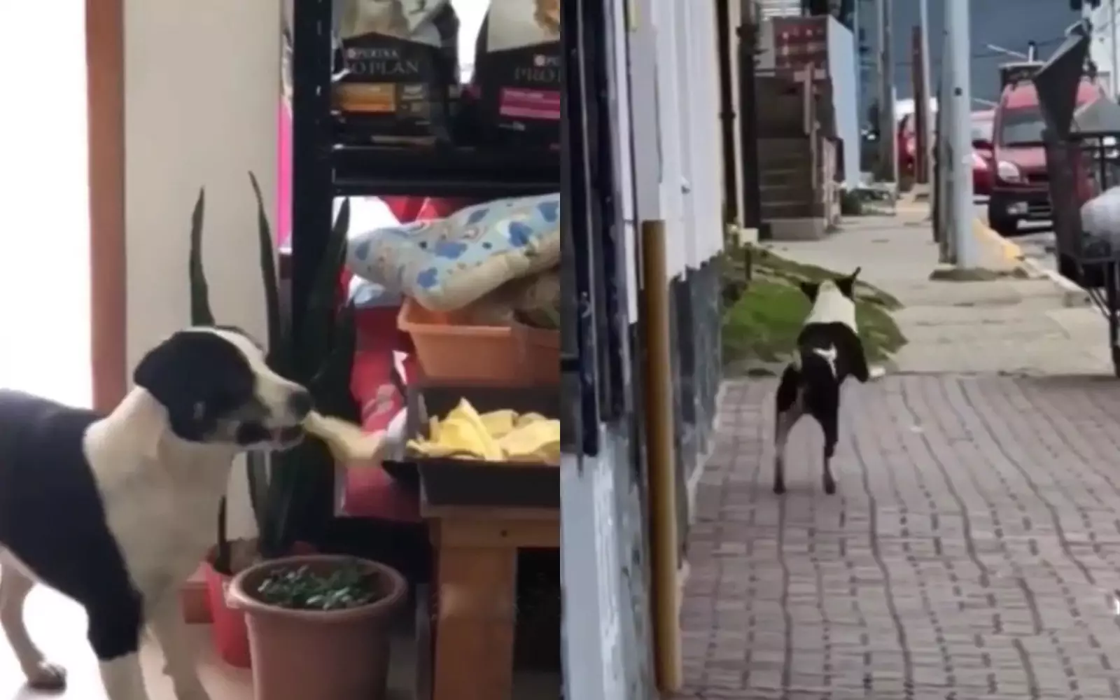 Уличный пес похитил лакомство из зоомагазина.