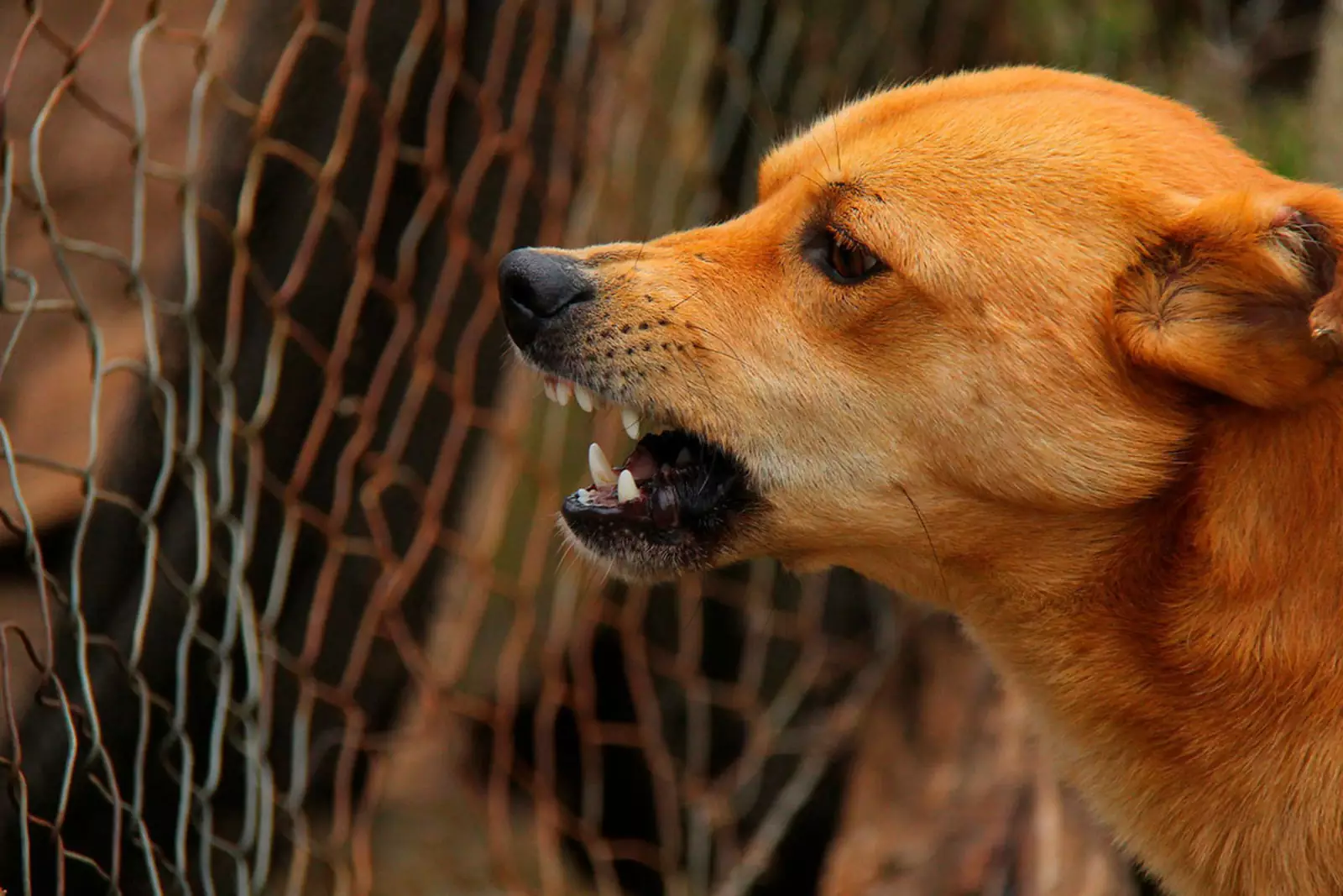 Агрессивная собака © pixabay.com
