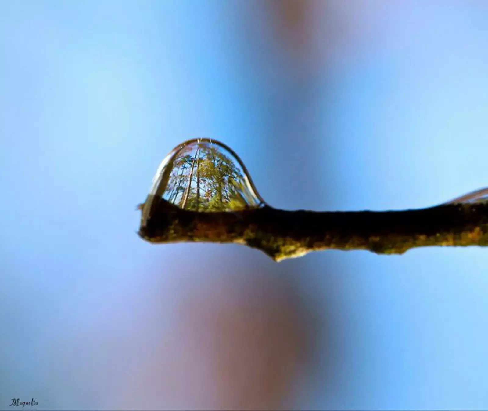 Отражение деревьев в капле воды.