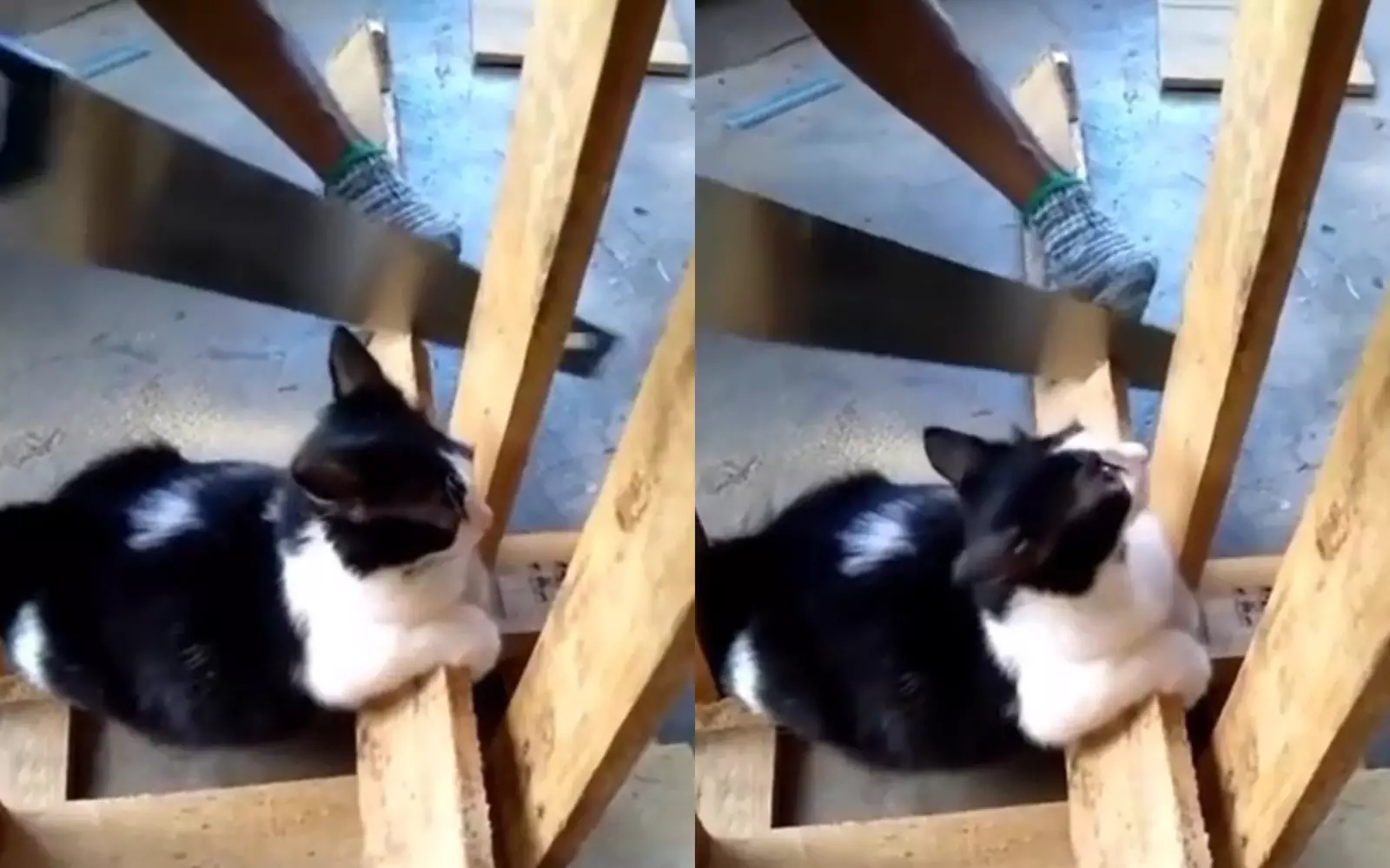 Кот помог хозяину со строительством дома.
