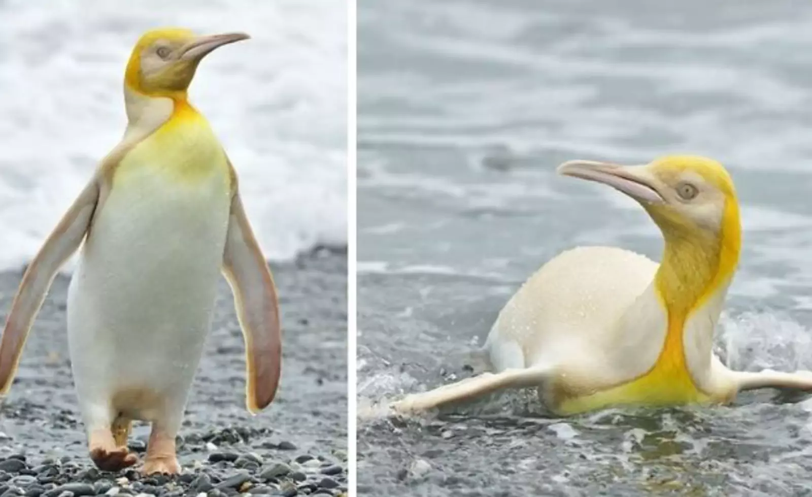 Снимки редкого желтого пингвина, сделанные на острове Южная Геогрия.