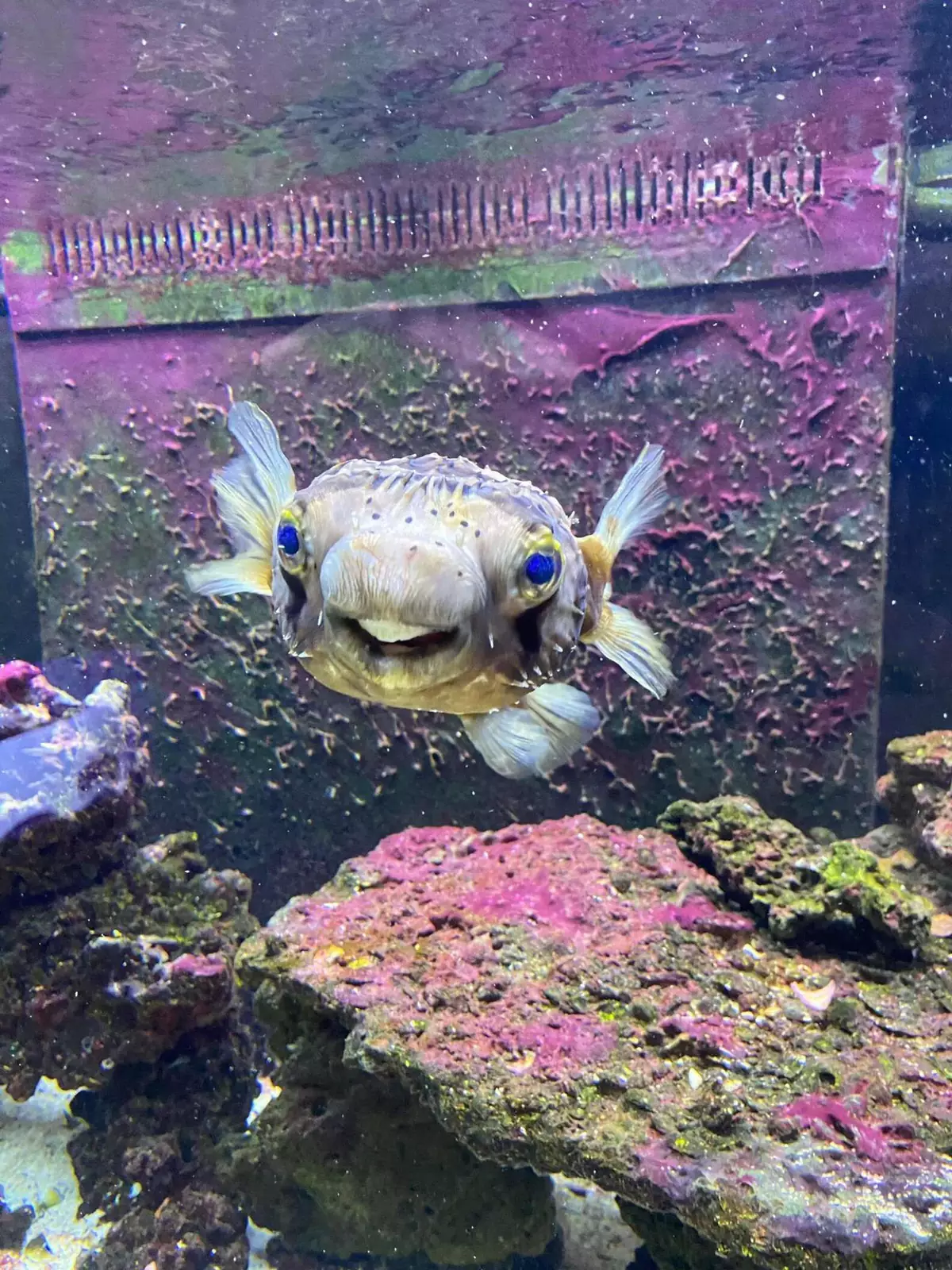 Теперь у Голди новая улыбка. Теперь у Голди новая улыбка.