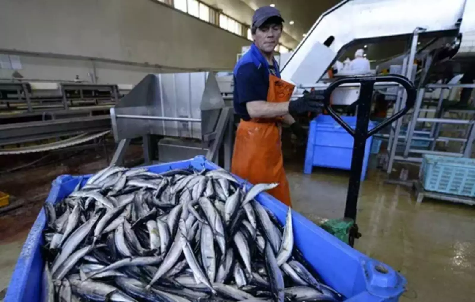 Рыба идет в Корею увеличивающимся потоком.