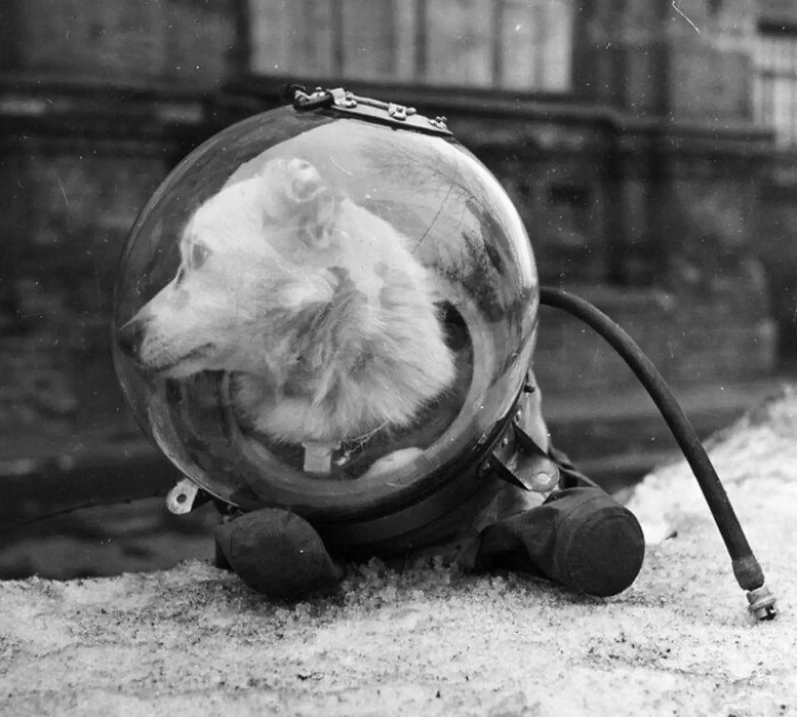 Белка после возвращения из космоса, 1960 год.