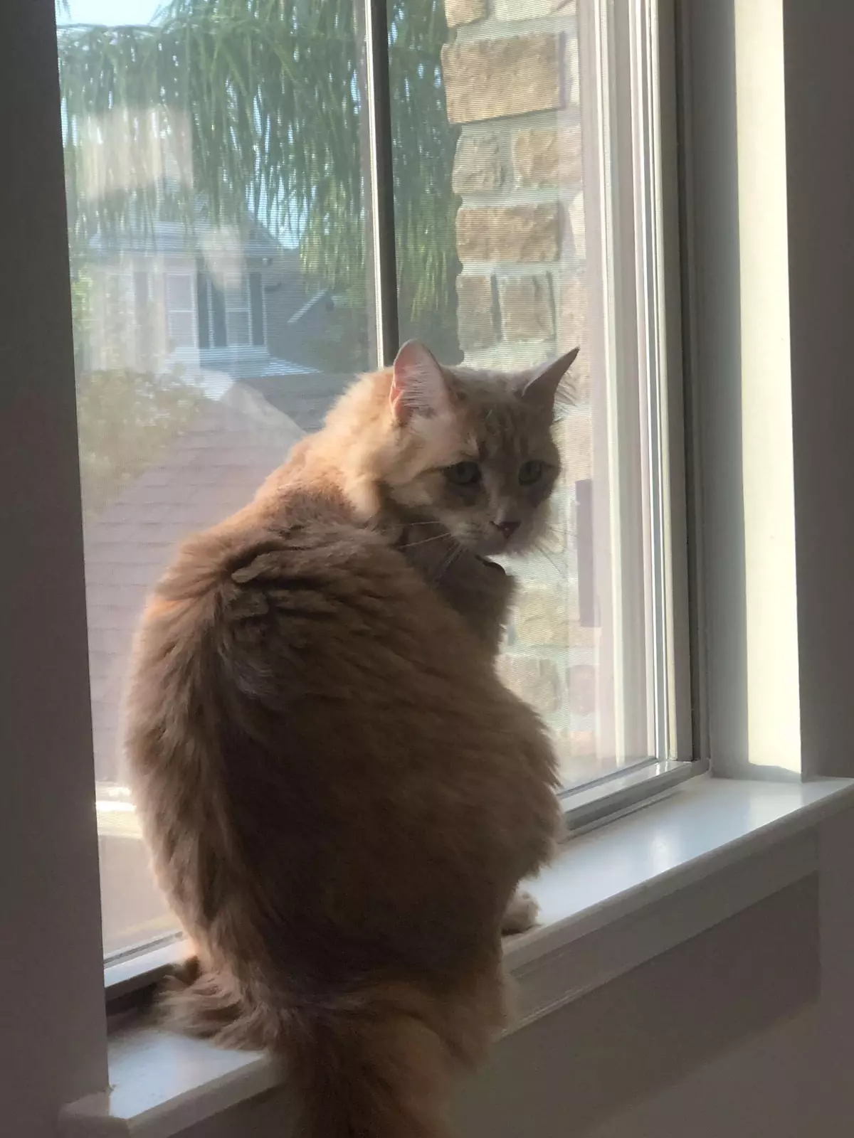 Пушистый заступник Баттер. Пушистый заступник Баттер.