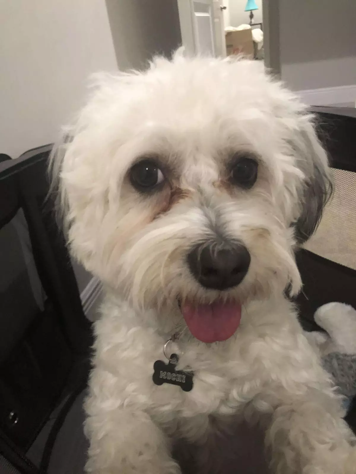 Пес Моти. Пес Моти.