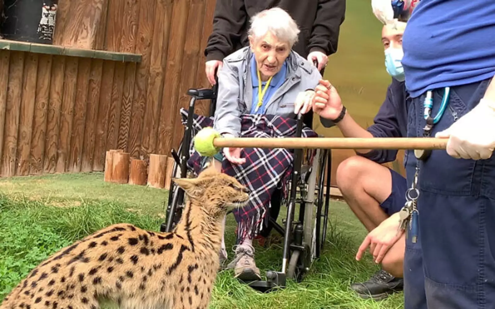 Смотритель зоопарка Джемма Романис подвела дикую кошку к креслу Бетти, и она впервые в жизни смогла увидеть сервала так близко. 