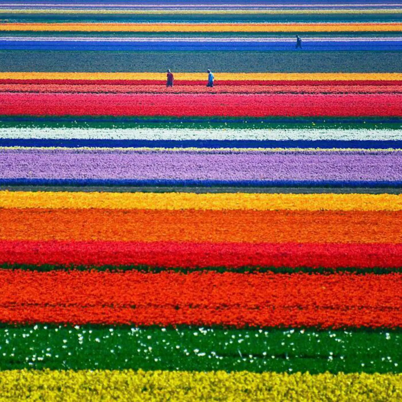 Сделай цвет разноцветным. Тюльпановые поля в Нидерландах. Тюльпановые поля в Голландии фото. Яркие цвета. Разноцветные цветы.