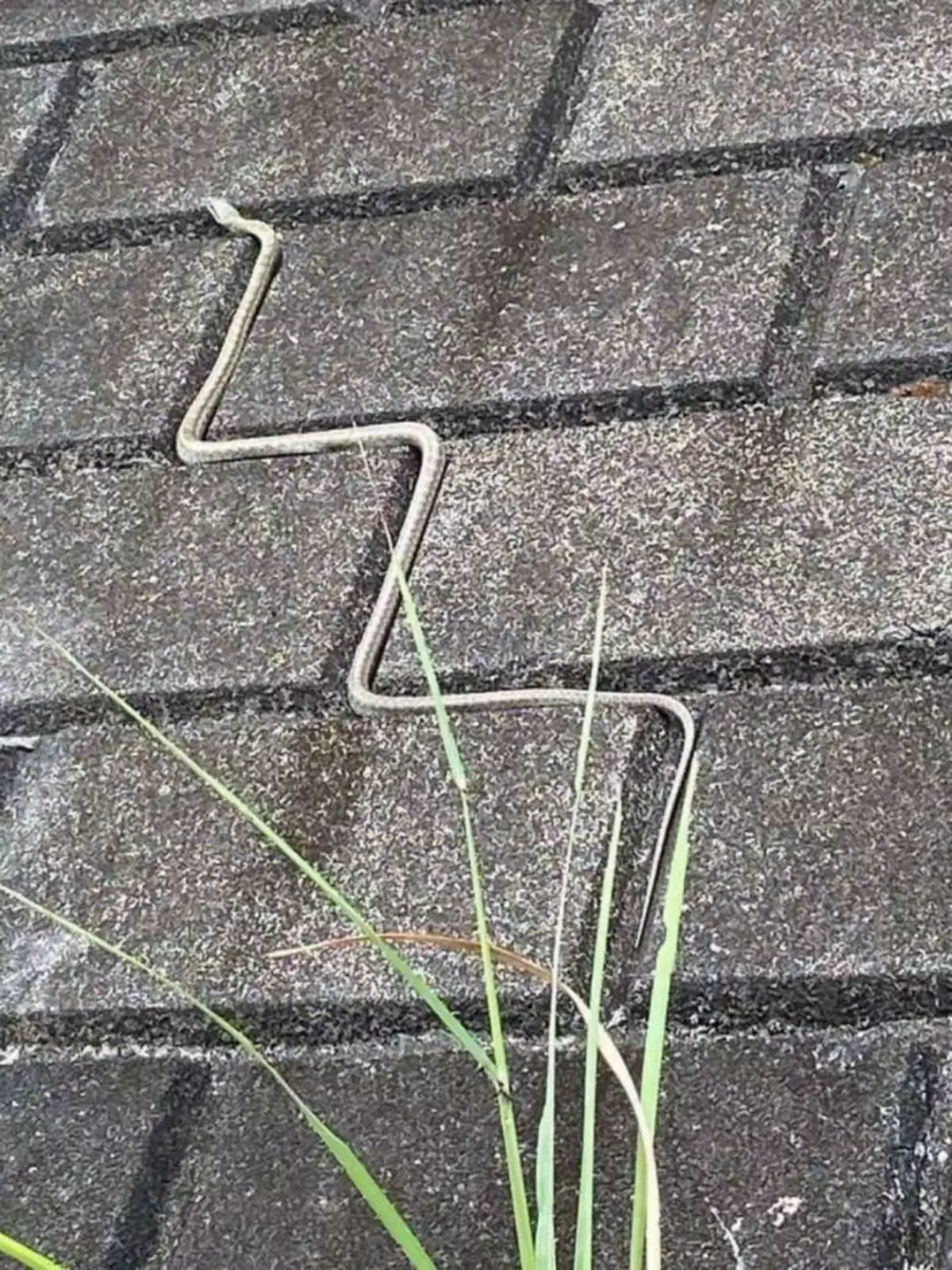 Маскировка 99 лэвел. Маскировка 99 лэвел.