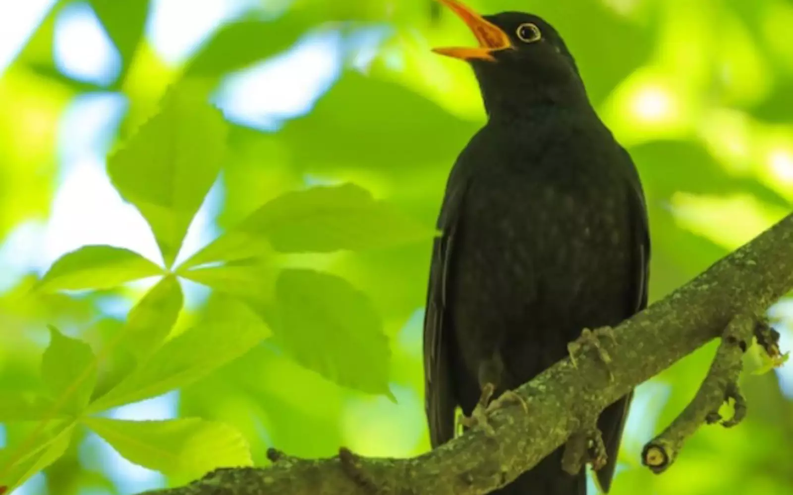 Поющая птица. Поющая птица.