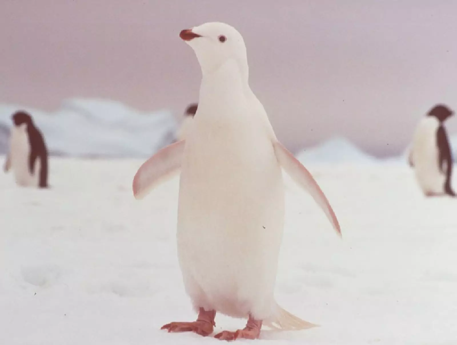 Пингвин.