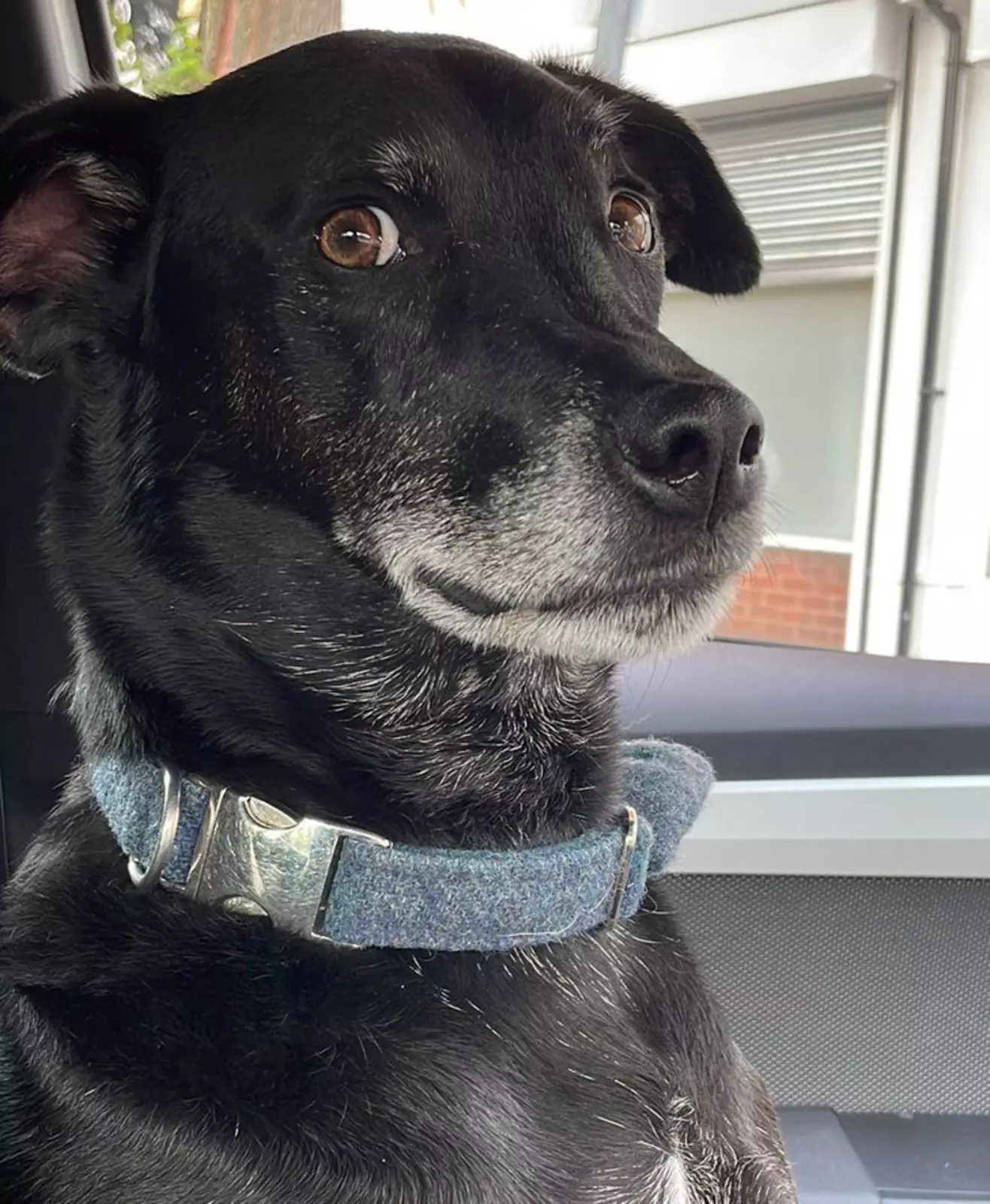 Взгляд собаки моего друга, когда он понимает, что он идёт к ветеринару, а не в парк