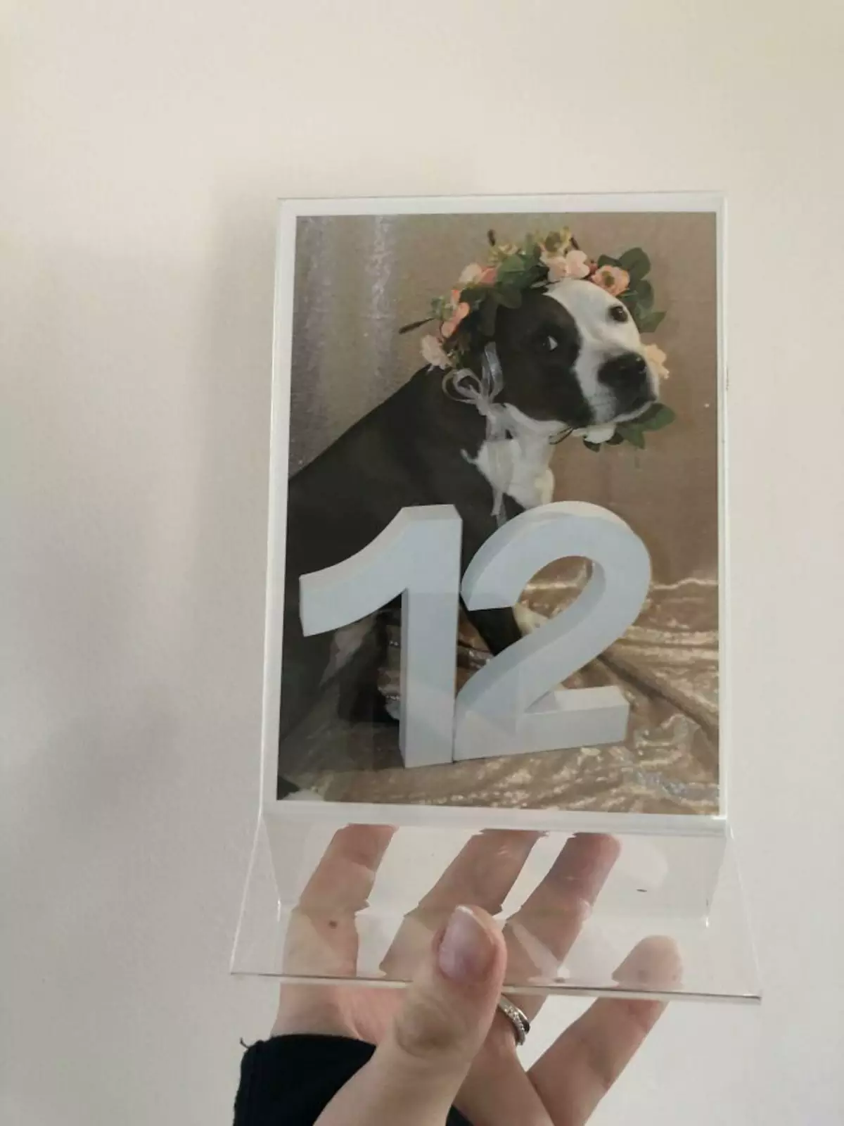 Невеста сфотографировала своих собак для номеров на столе.