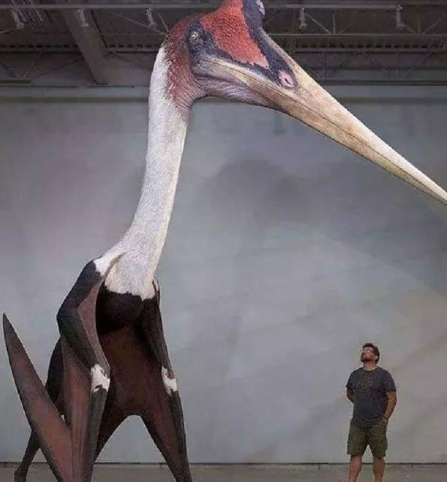 Вымерший птерозавр Кетцалькоатль в натуральную величину.