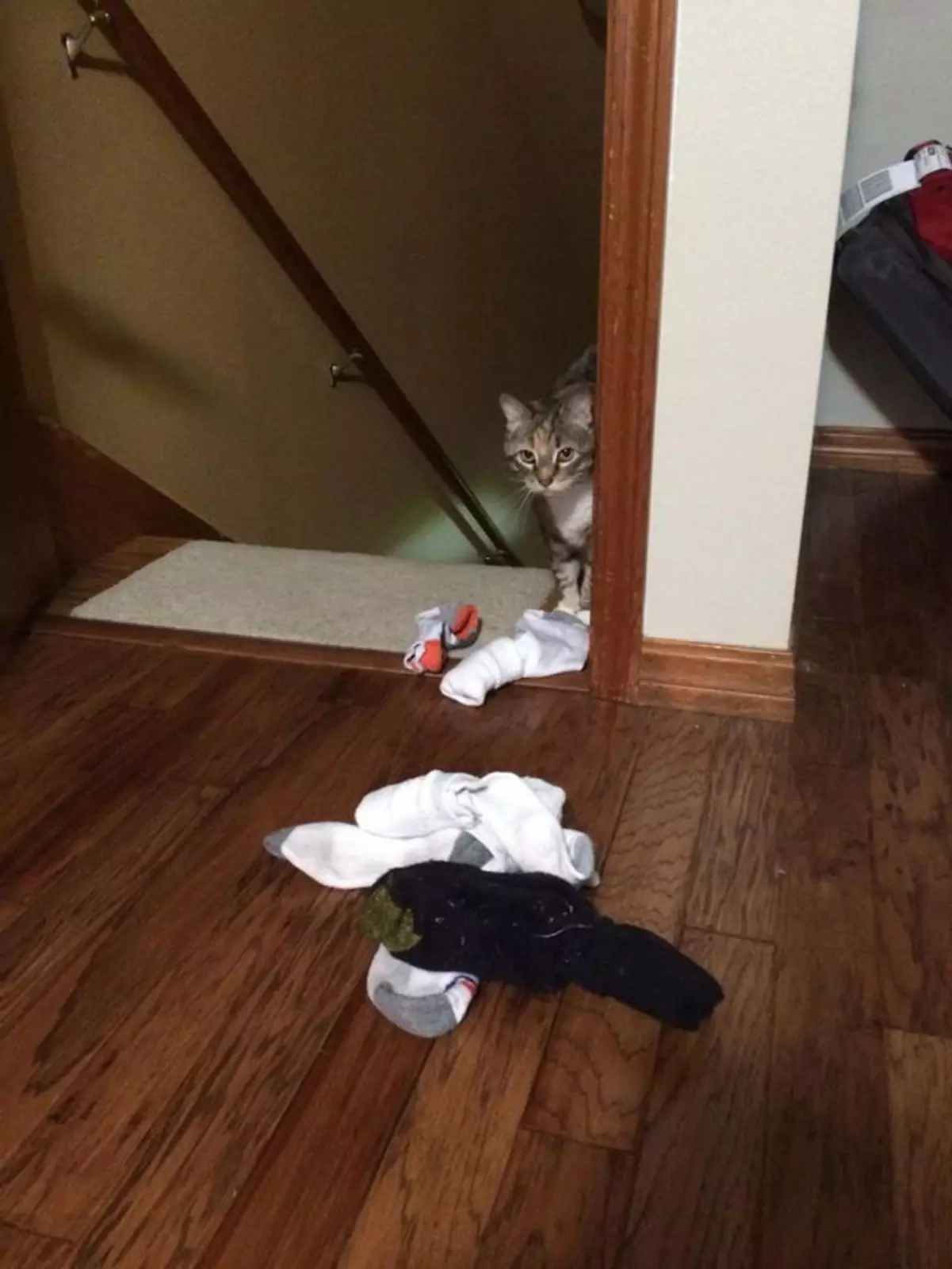 «Моя кошка таскает носки, чтобы привлечь внимание».