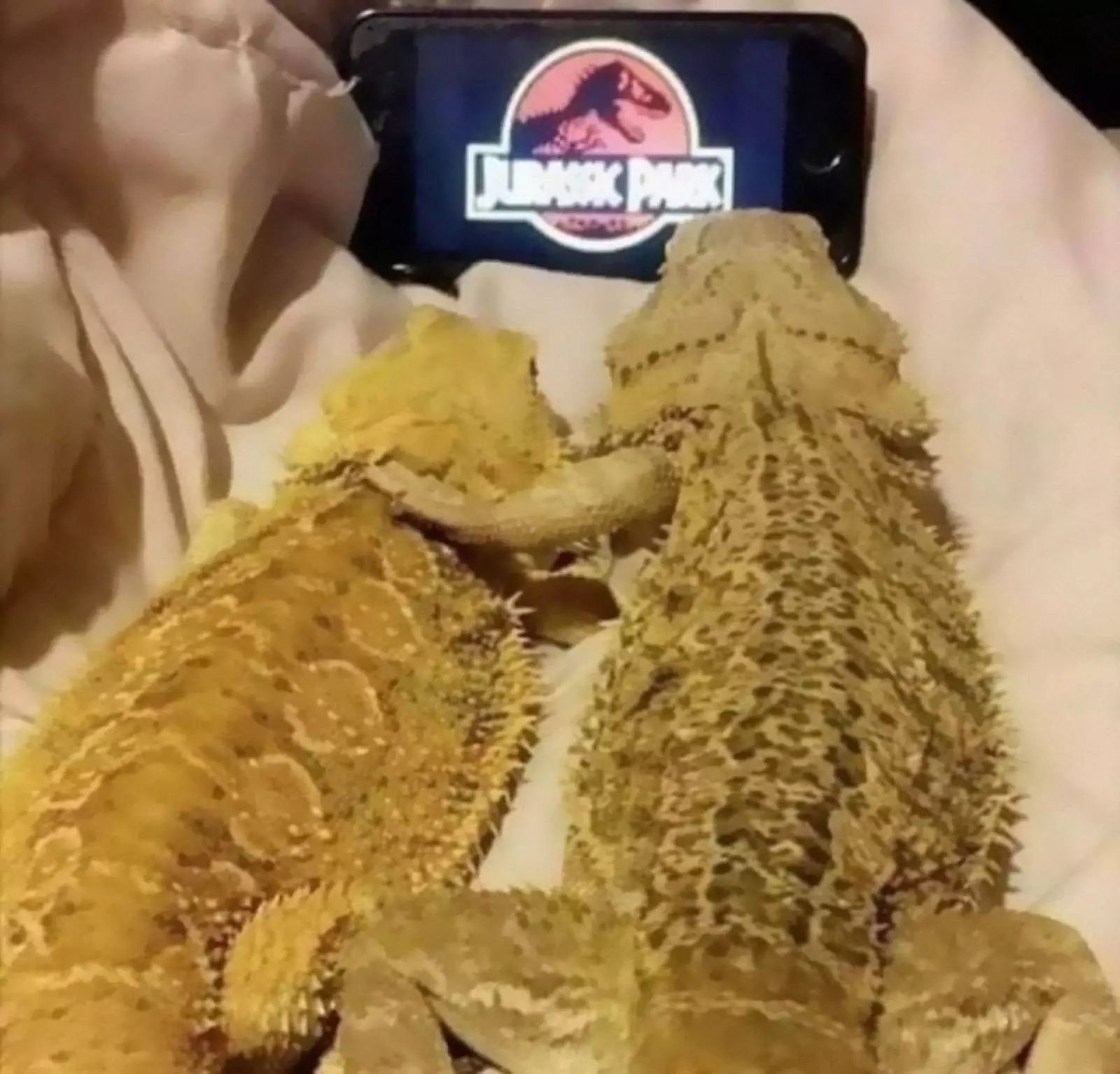 Милая парочка. Милая парочка.