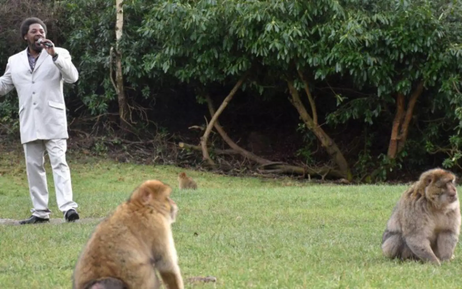 Двойник Марвина Гэя спел для макак лучшие романтические хиты. Двойник Марвина Гэя спел для макак лучшие романтические хиты.