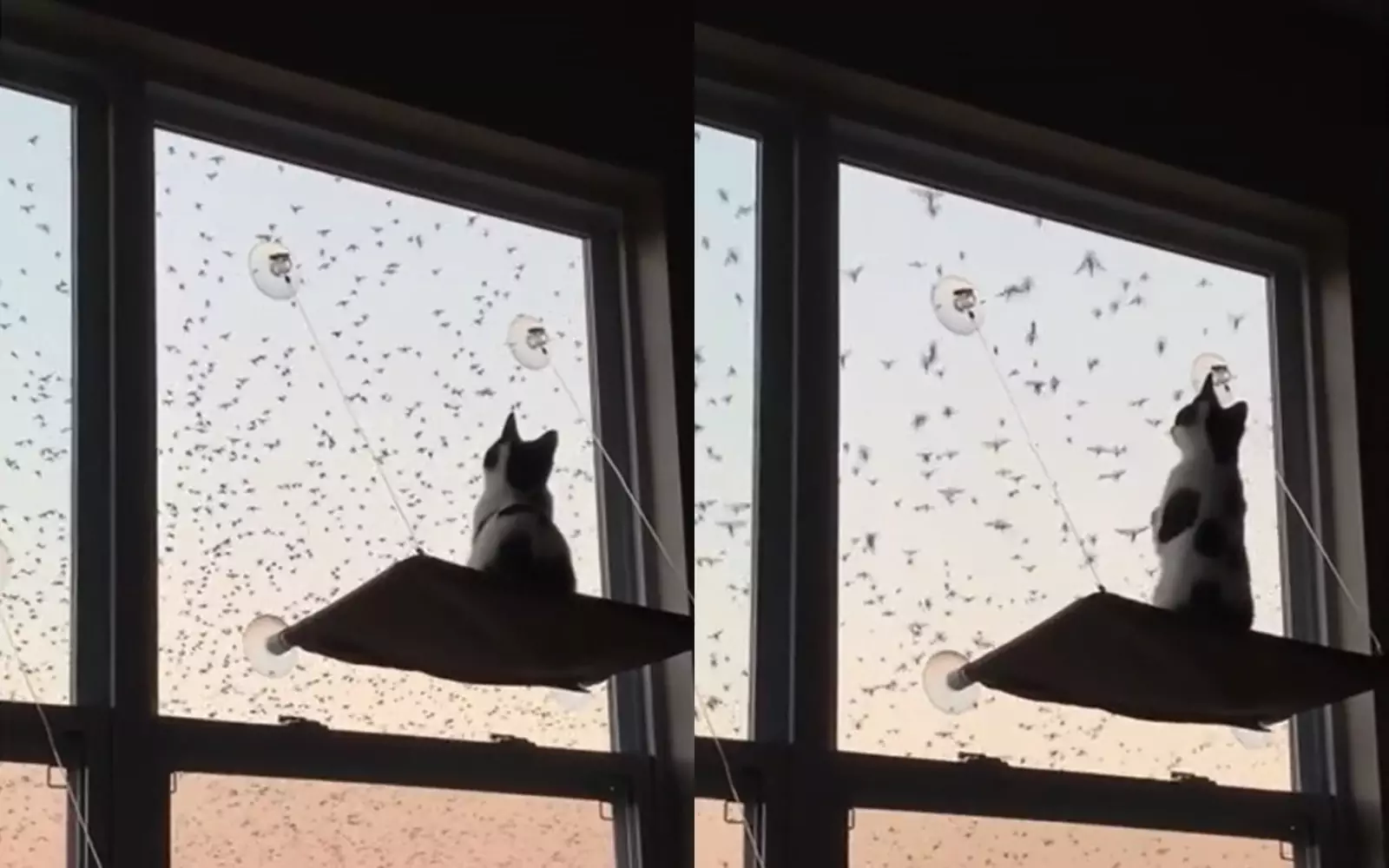 Птички для котика видео. Кот и птицы за окном. Кот и птичка на окне. Кот в окне птица. Кот у окна и стаи птиц.