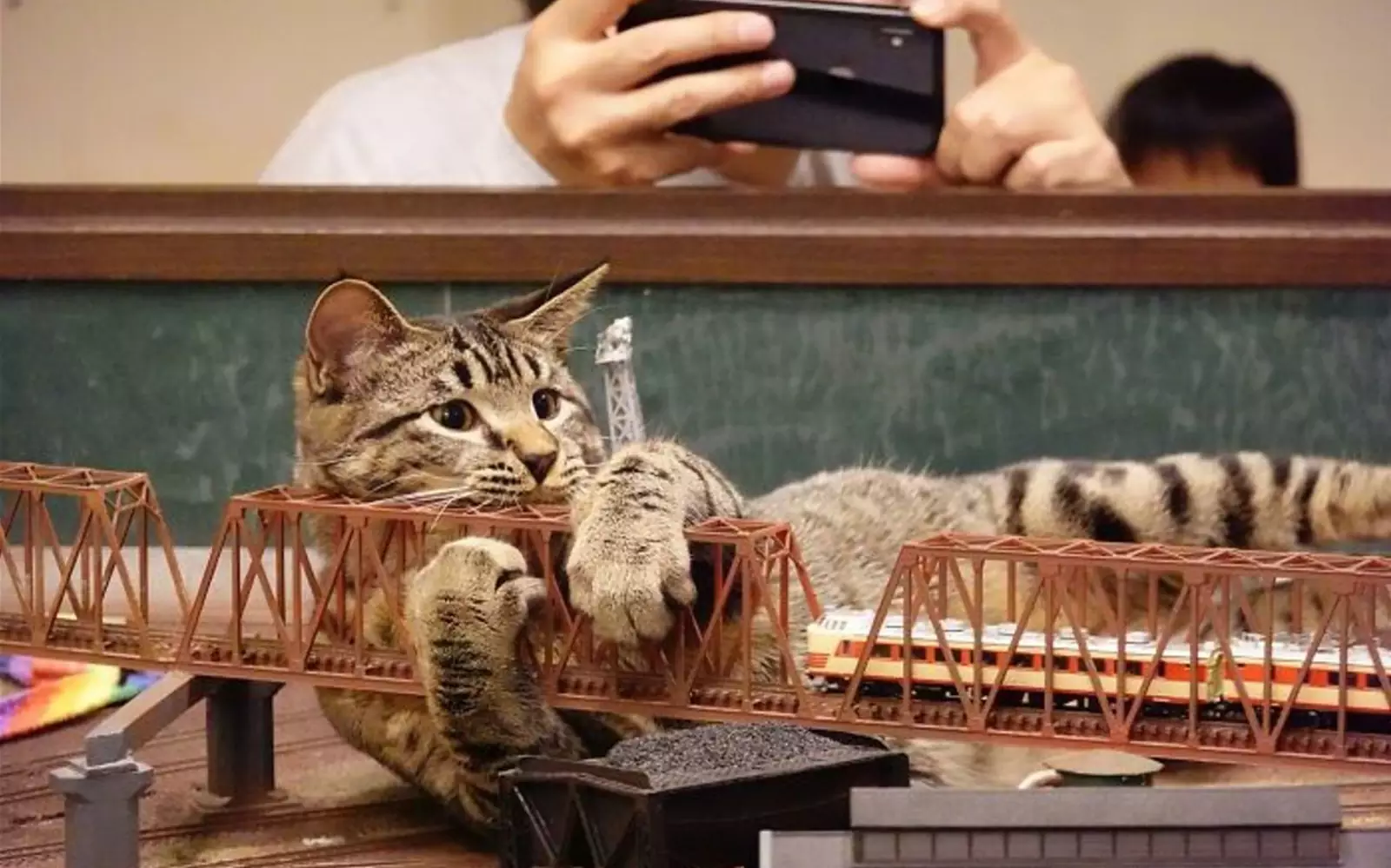 Котейки быстро почувствовали себя в кафе как дома и стали лазить по макету железной дороги. 