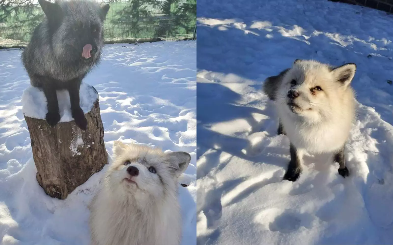 Большинство лисиц, проживающих в Save A Fox было спасено со звероферм.