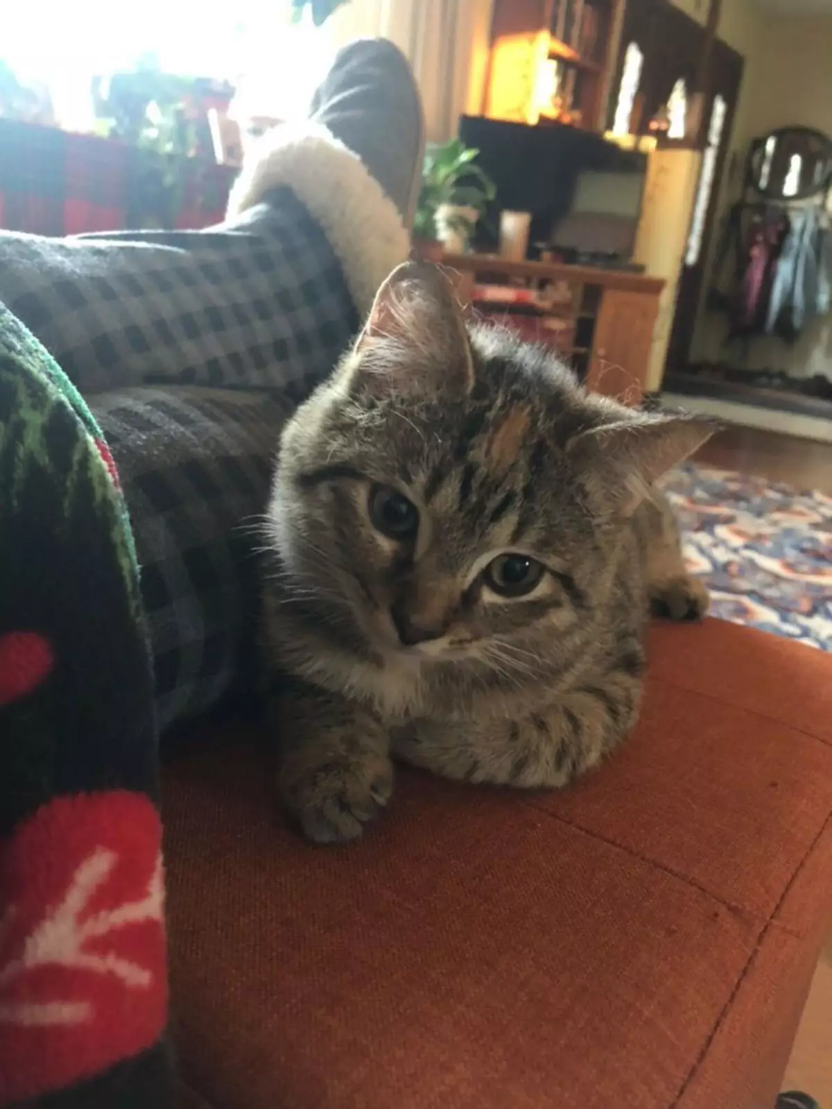 Киттен-Киттен. Киттен-Киттен.