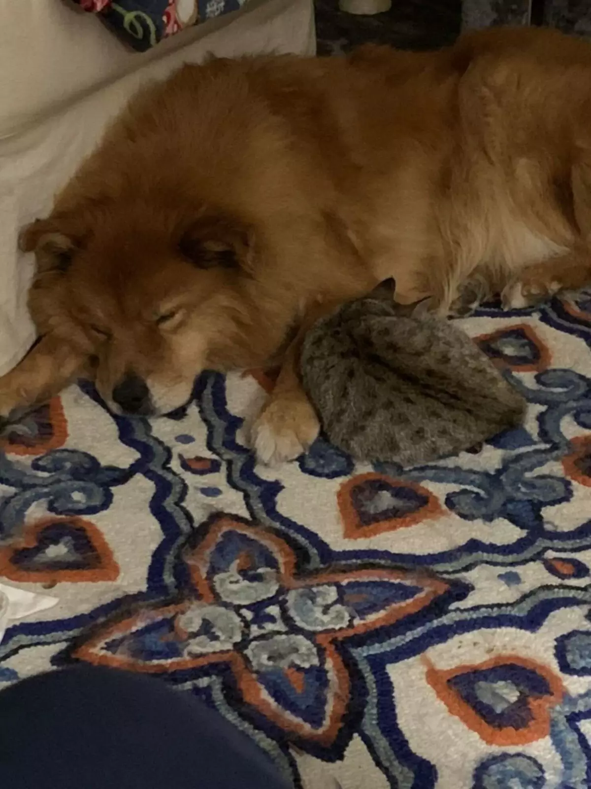 17-летняя Бейли стала очень заботливой приемной мамой. 17-летняя Бейли стала очень заботливой приемной мамой.