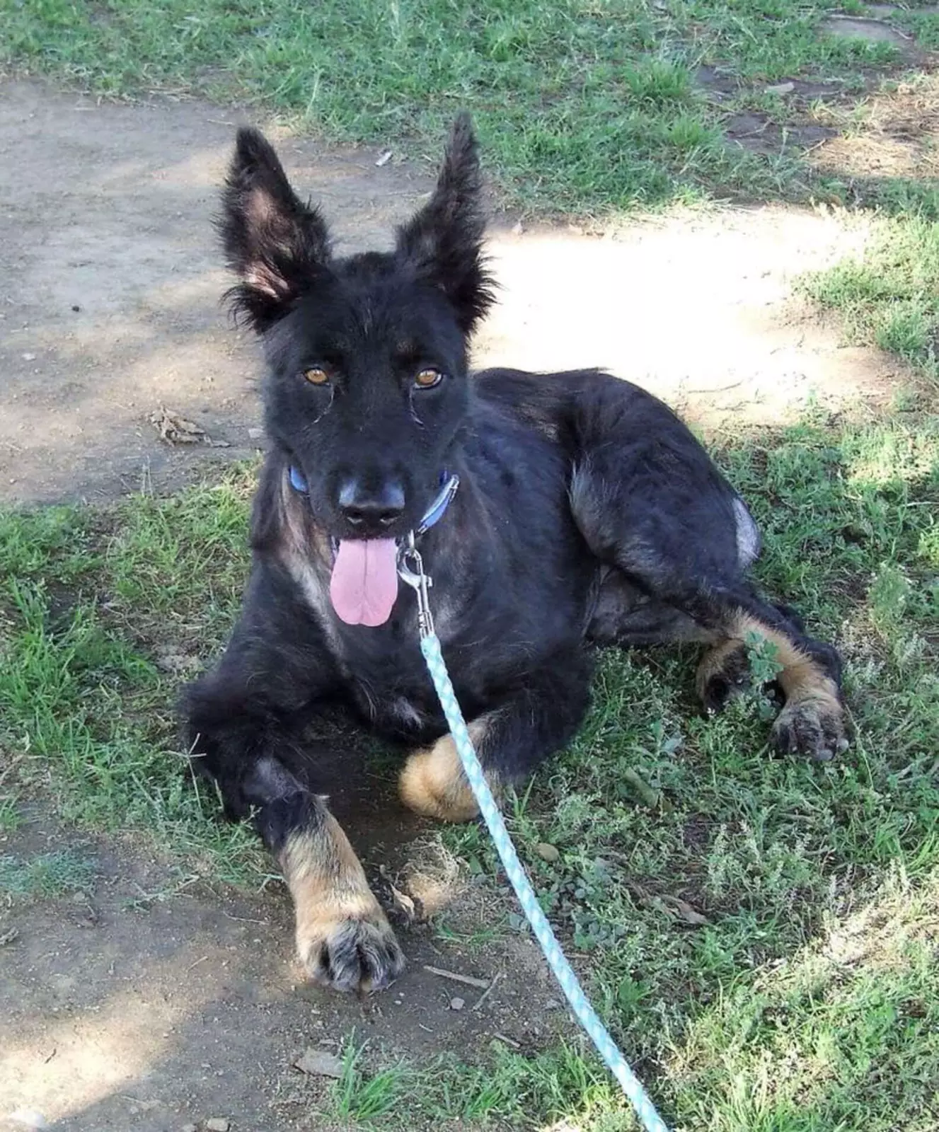 В течение нескольких месяцев Меган и команда ветеринаров выхаживали больного пса, и со временем он снова стал нормально ходить, а в глазах появилась искорка. В течение нескольких месяцев Меган и команда ветеринаров выхаживали больного пса, и со временем он снова стал нормально ходить, а в глазах появилась искорка.