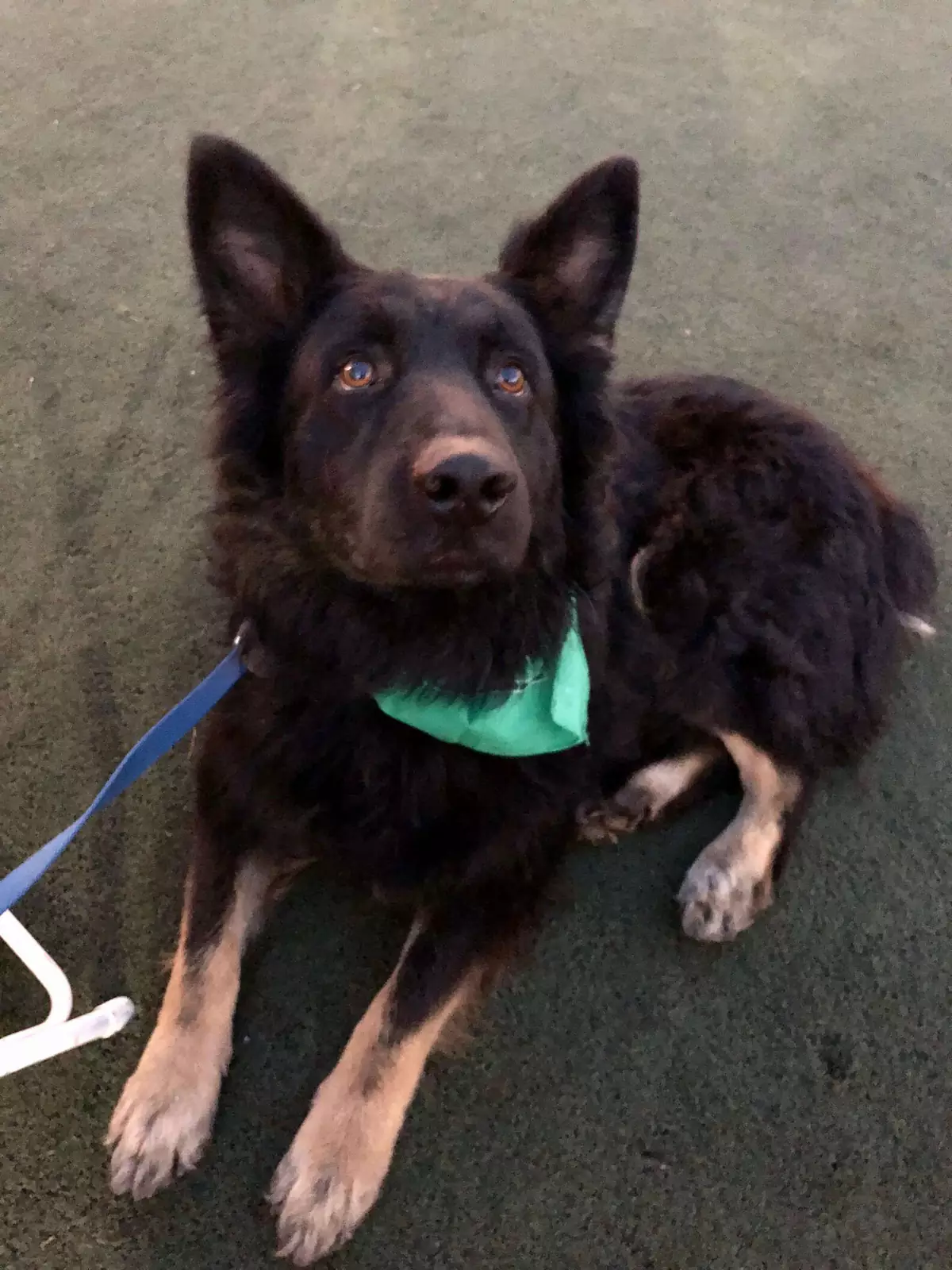 Благодаря любви и заботе бывший оборотень преобразился до неузнаваемости, и теперь он — пушистый, здоровый и счастливый собакен. Благодаря любви и заботе бывший оборотень преобразился до неузнаваемости, и теперь он — пушистый, здоровый и счастливый собакен.